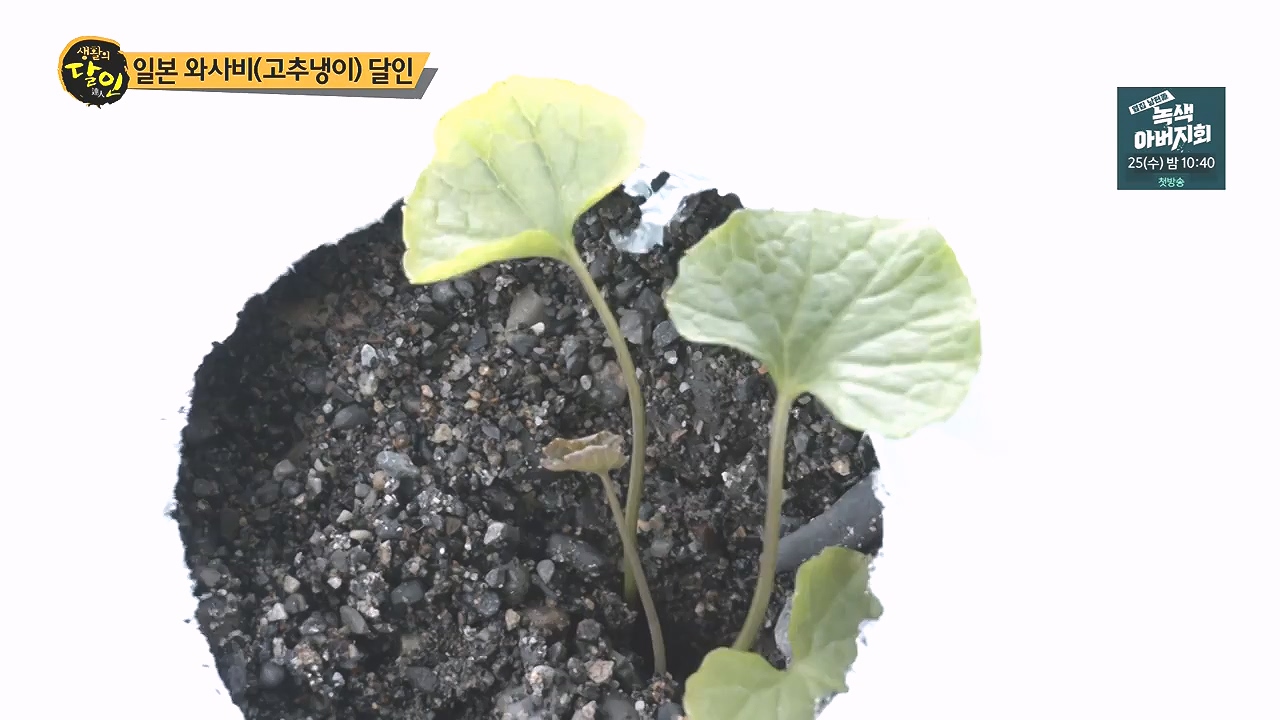 생활의 달인.E908.231017p-NEXT.mp4_20231017_202213.821.jpg