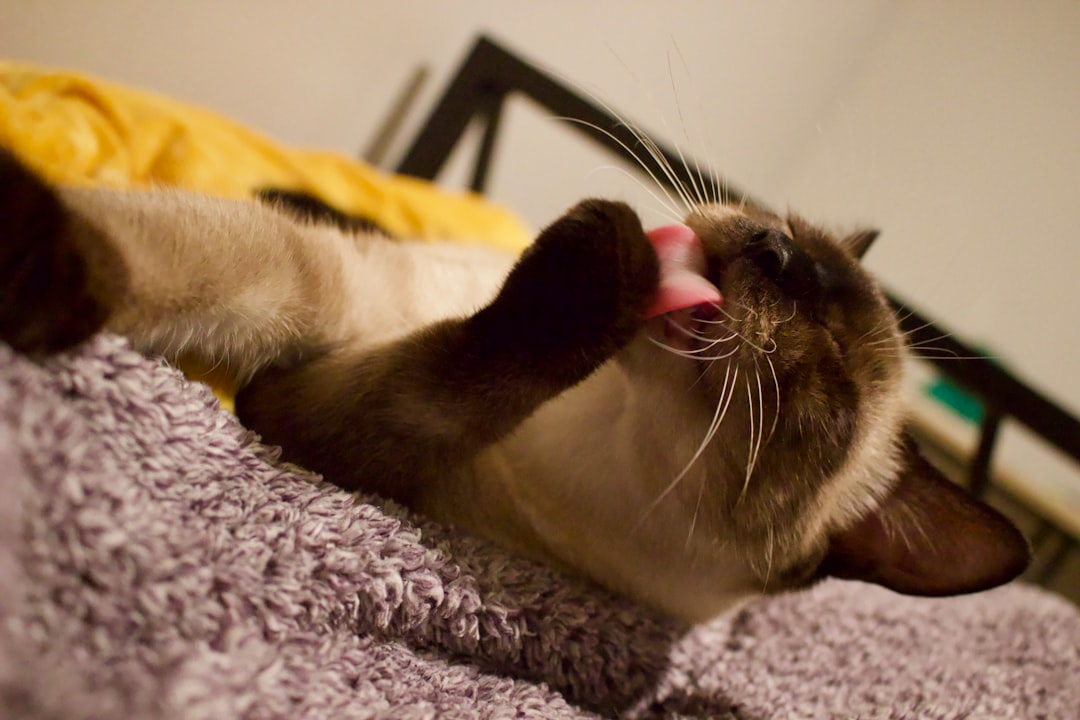 Siamese