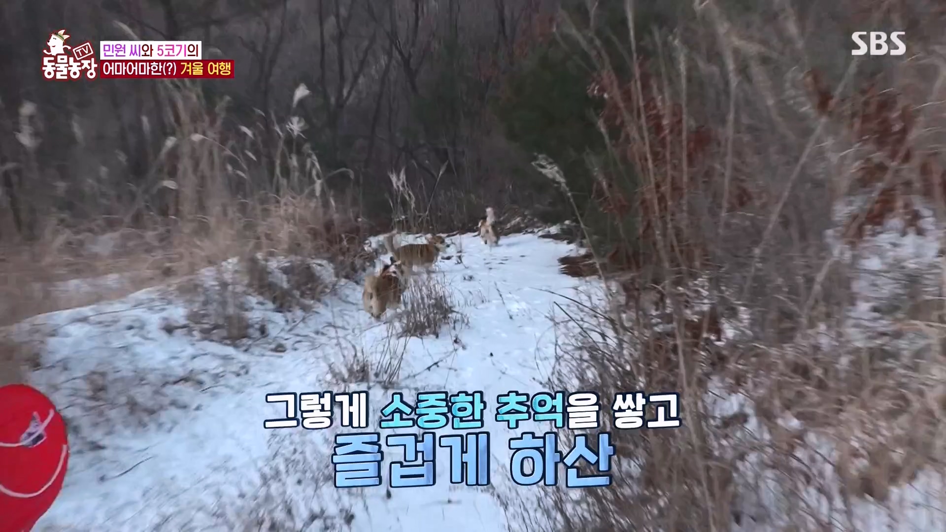 TV 동물농장.E1161.240303p-NEXT.mp4_20240303_172251.746.jpg