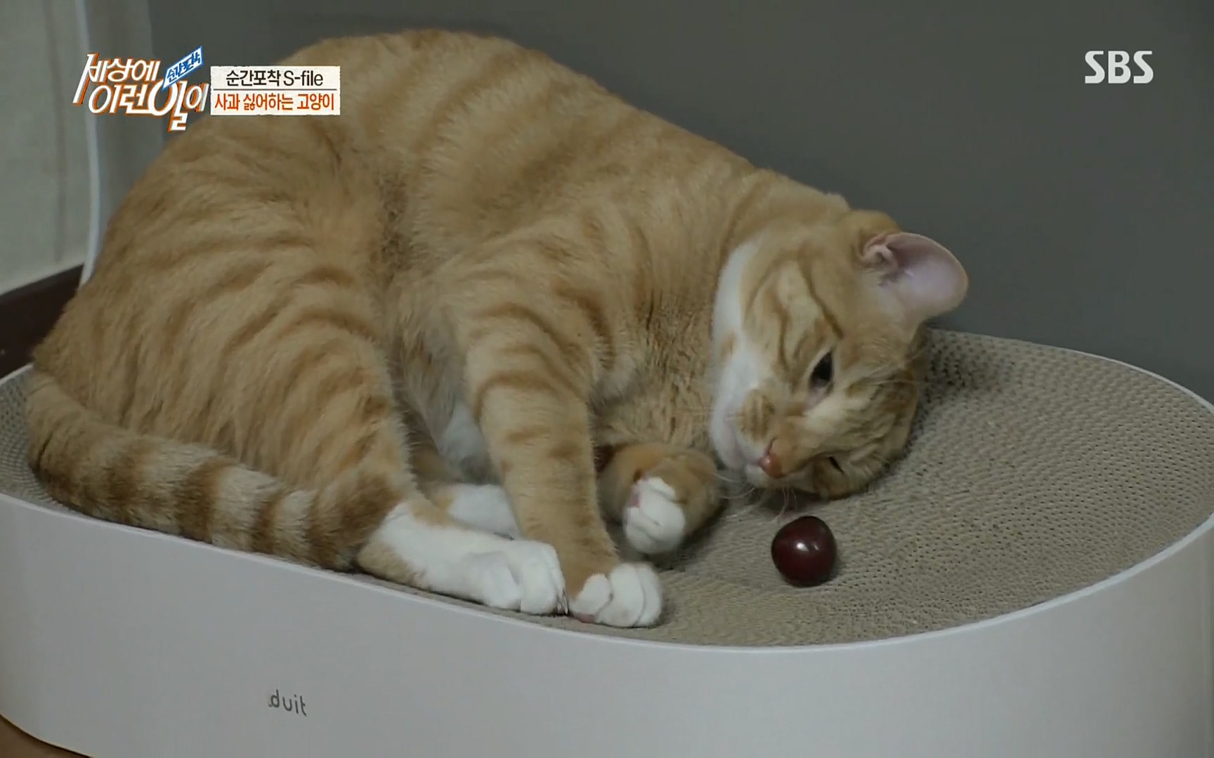 순간포착 세상에 이런일이.E1186.220628p.H264-F1RST.mp4_20220629_201017.808.jpg