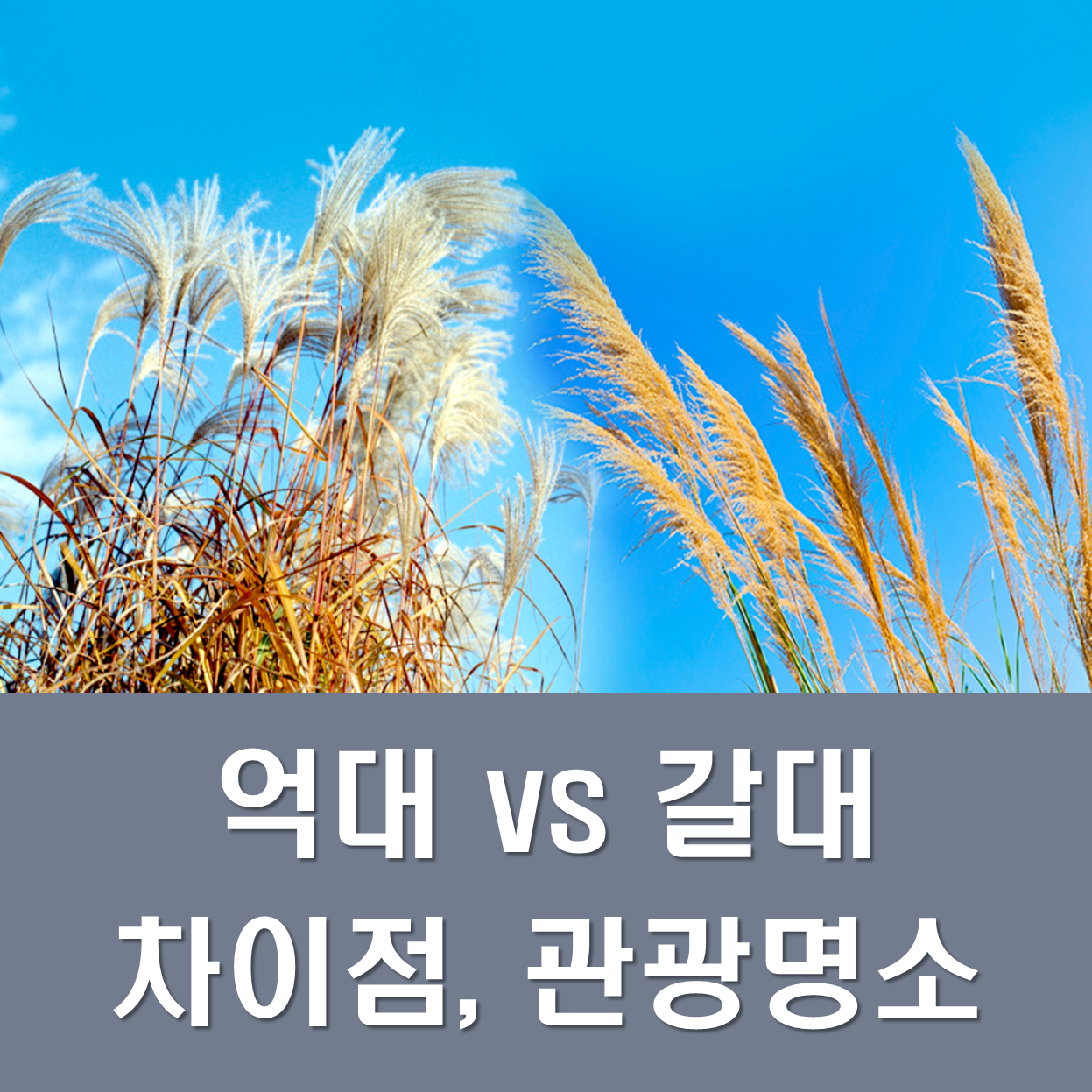  억새·갈대 차이 구별법, 전국 명소 총정리