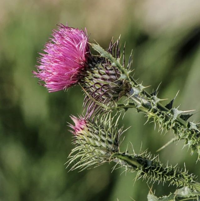 밀크씨슬의 원료
