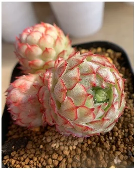 빈센트카토