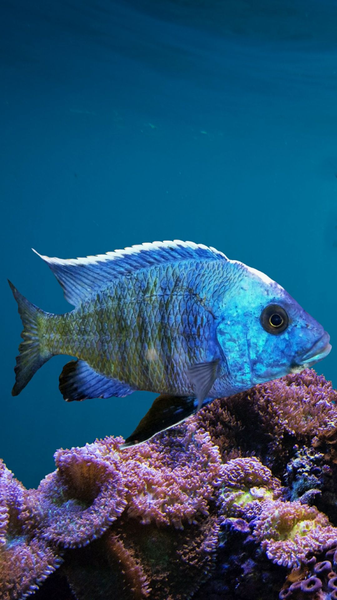 Fish Photo Animal iPhone Wallpaper