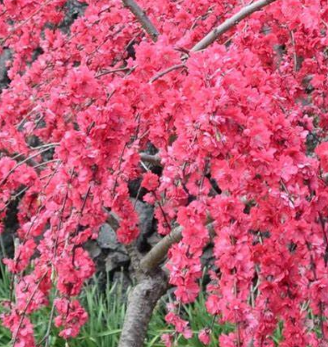 수양홍도화 능수홍도화의 차이 생김세 묘목 열매 