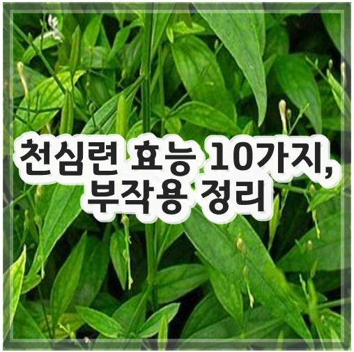 천심련 효능 10가지&#44; 부작용 정리