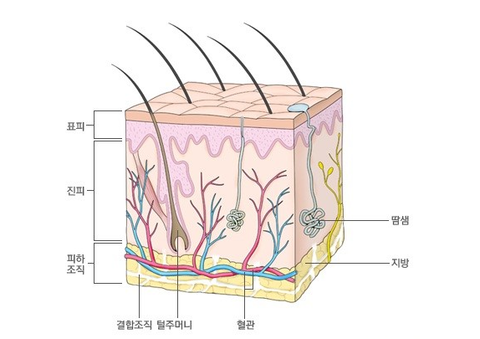 프로틴과 콜라겐을 바르면 맑고 탄력있는 눈가를 연출할 수 있는 '오운올 콜라겐 리프팅 롤링 아이크림' 프로틴 콜라겐 아이크림 추천! ! 8