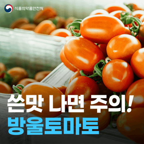  쓴맛 나는 방울토마토  구토 유발-섭취 주의