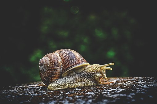  '식용 아프리카 왕달팽이'로 연매출 4억!