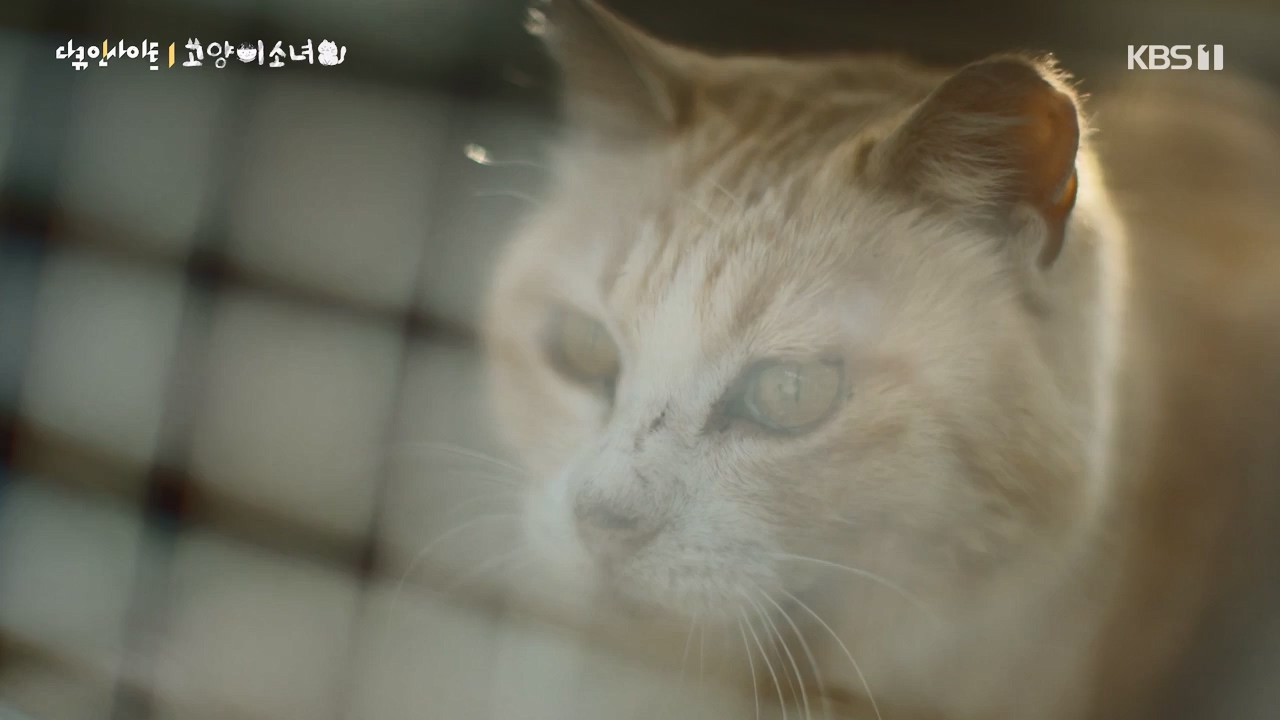 다큐 인사이트.E189.240524p-NEXT.mp4_20240524_205110.770.jpg