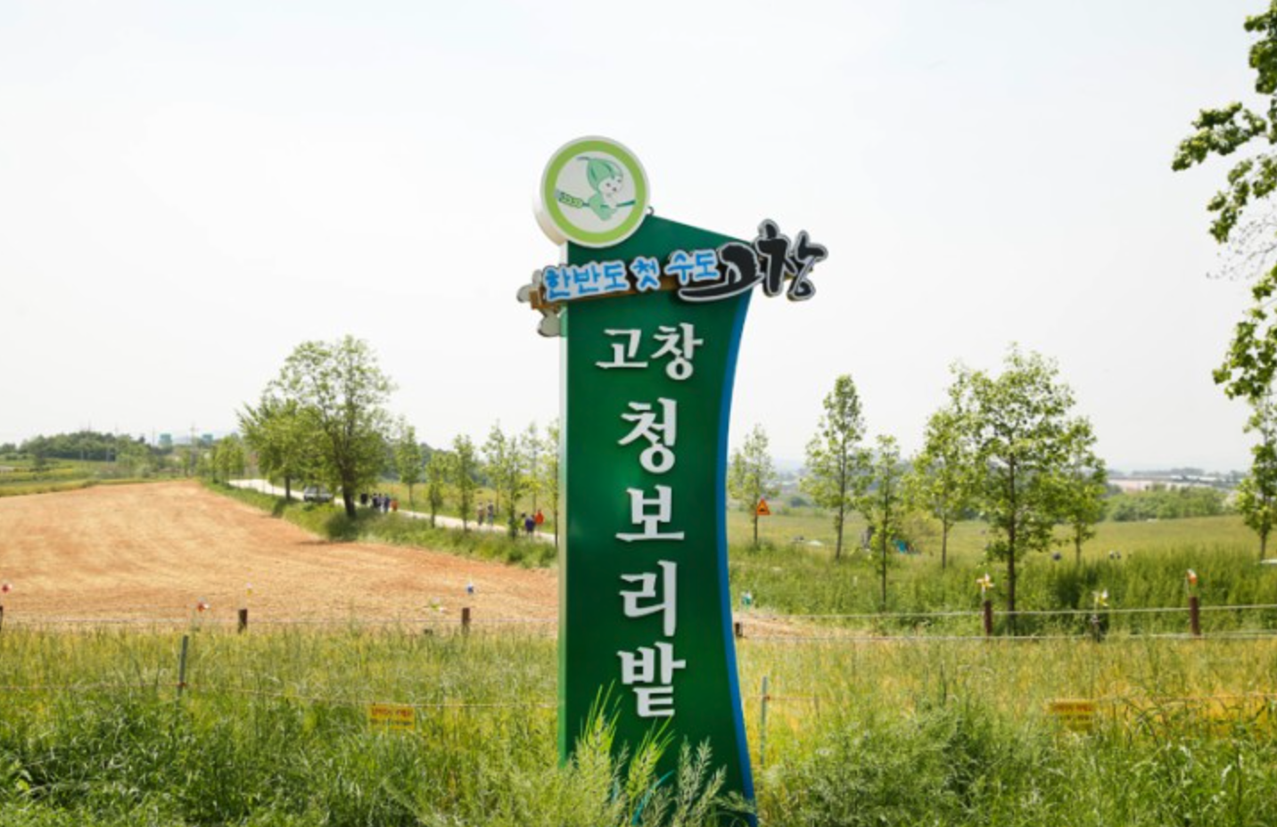 고창-청보리밭-축제