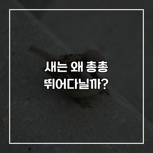 새는 왜 총총 뛰어다닐까?