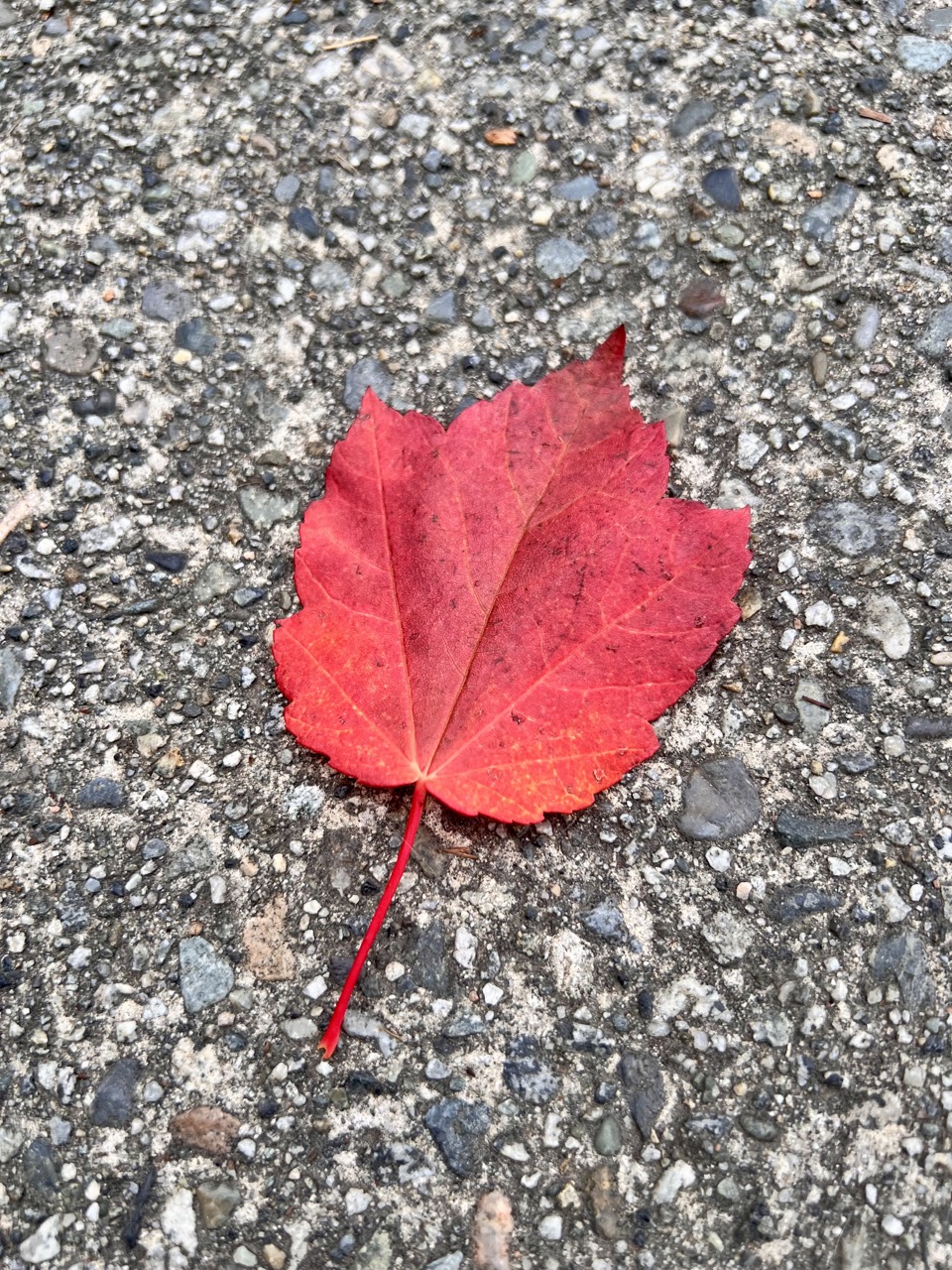 땅에 떨어진 단풍나무 잎이 예뻐서 찍어봤다. 이걸로 메이플 시럽이 만들어지는건가?