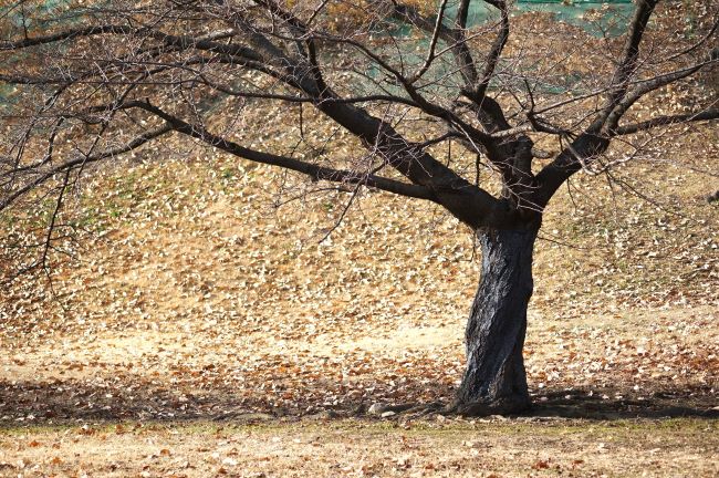 낙엽 수북한 잔디밭에 나목 1,