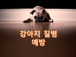  강아지 질병을 예방할 수 있을까