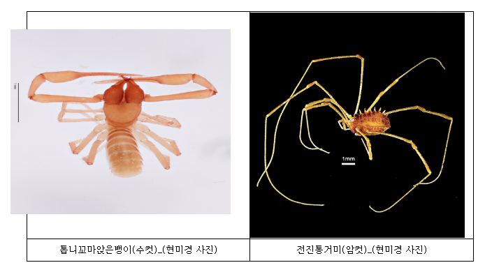  우리나라 최초로 눈 없는 신종 거미 발견