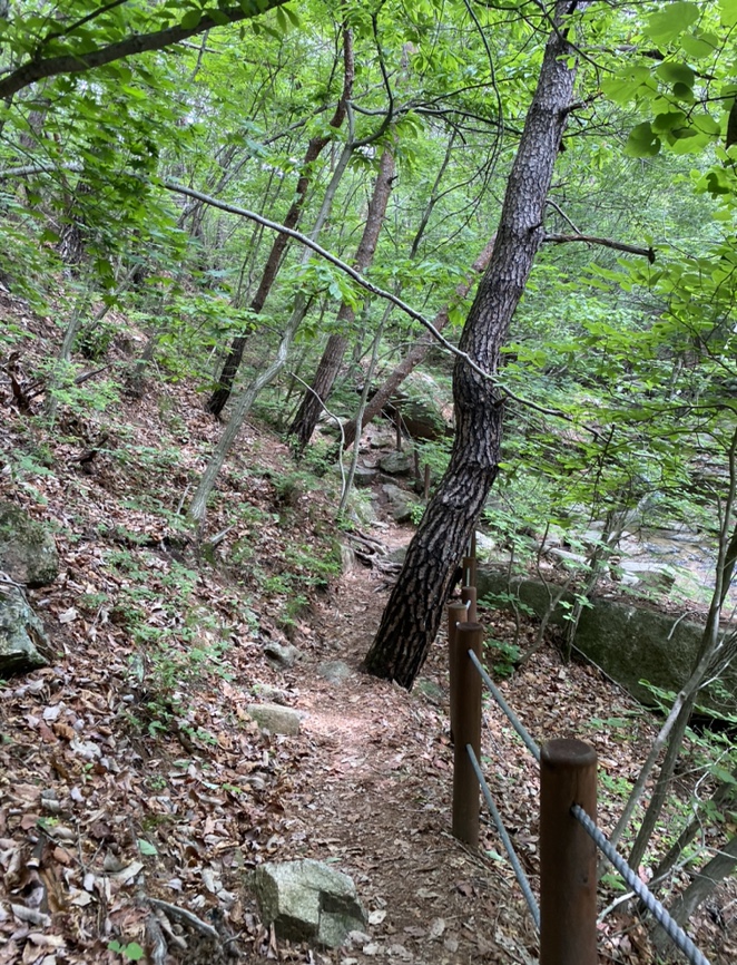 여름산으로 추천하는 괴산 칠보산(778m) 숲속을 거니는 듯 시원해 17
