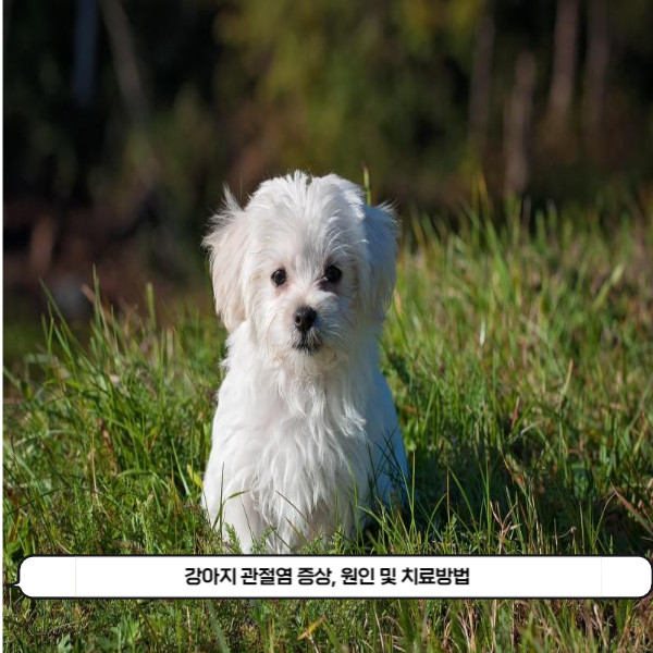  강아지가 걷기가 불편해 보인다면 관절염을 의심해보셔야 합니다. 강아지 관절염 증상, 원인 및 치료방법