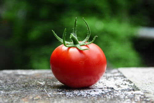 토마토-면역관리식품