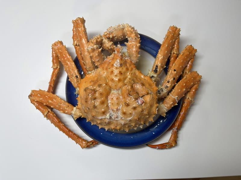 2.6Kg 짜리 브라운 킹크랩