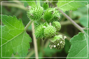 바퀴벌레(창자)열매의 효능과 독고마리차 섭취방법 6