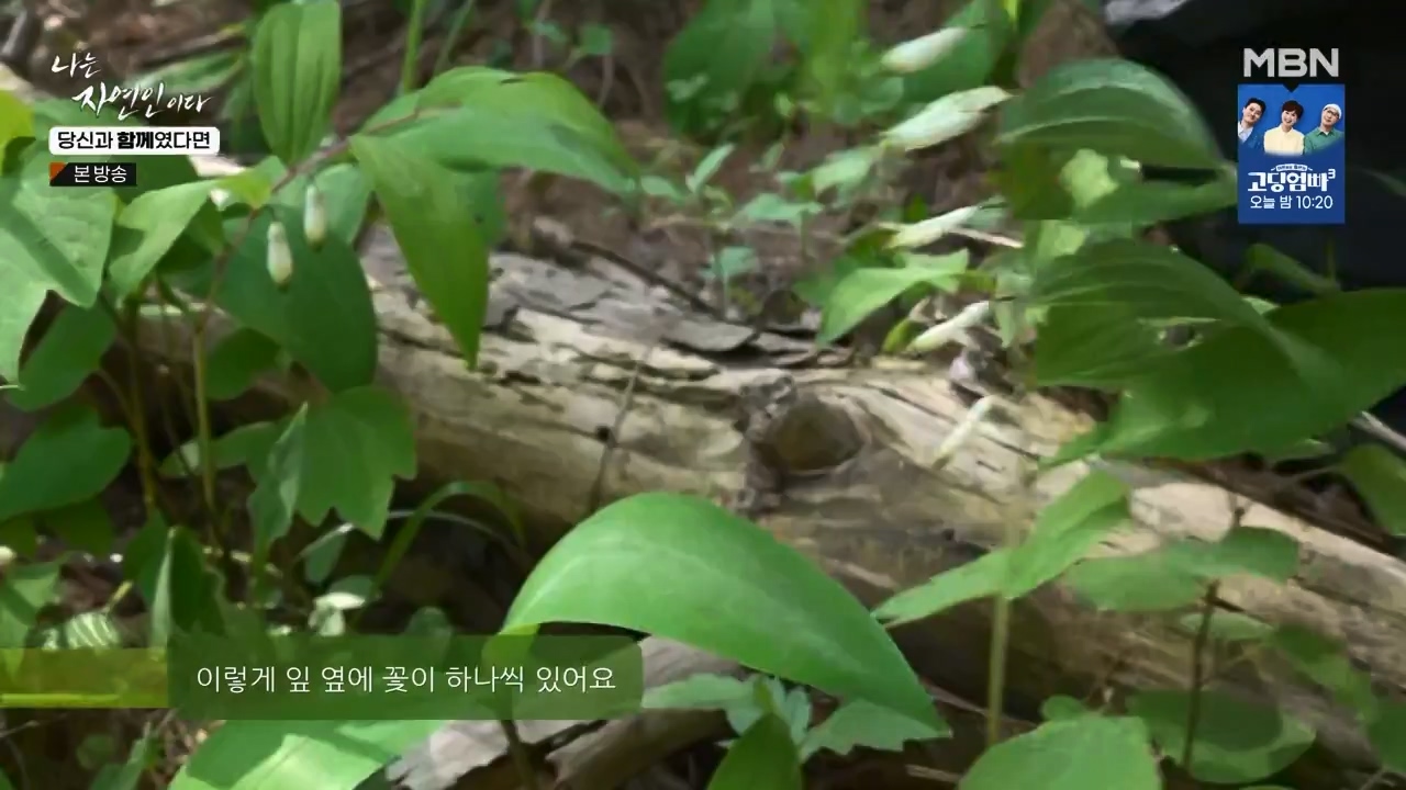 나는 자연인이다.E556.230532p-NEXT.mp4_20230601_201503.998.jpg