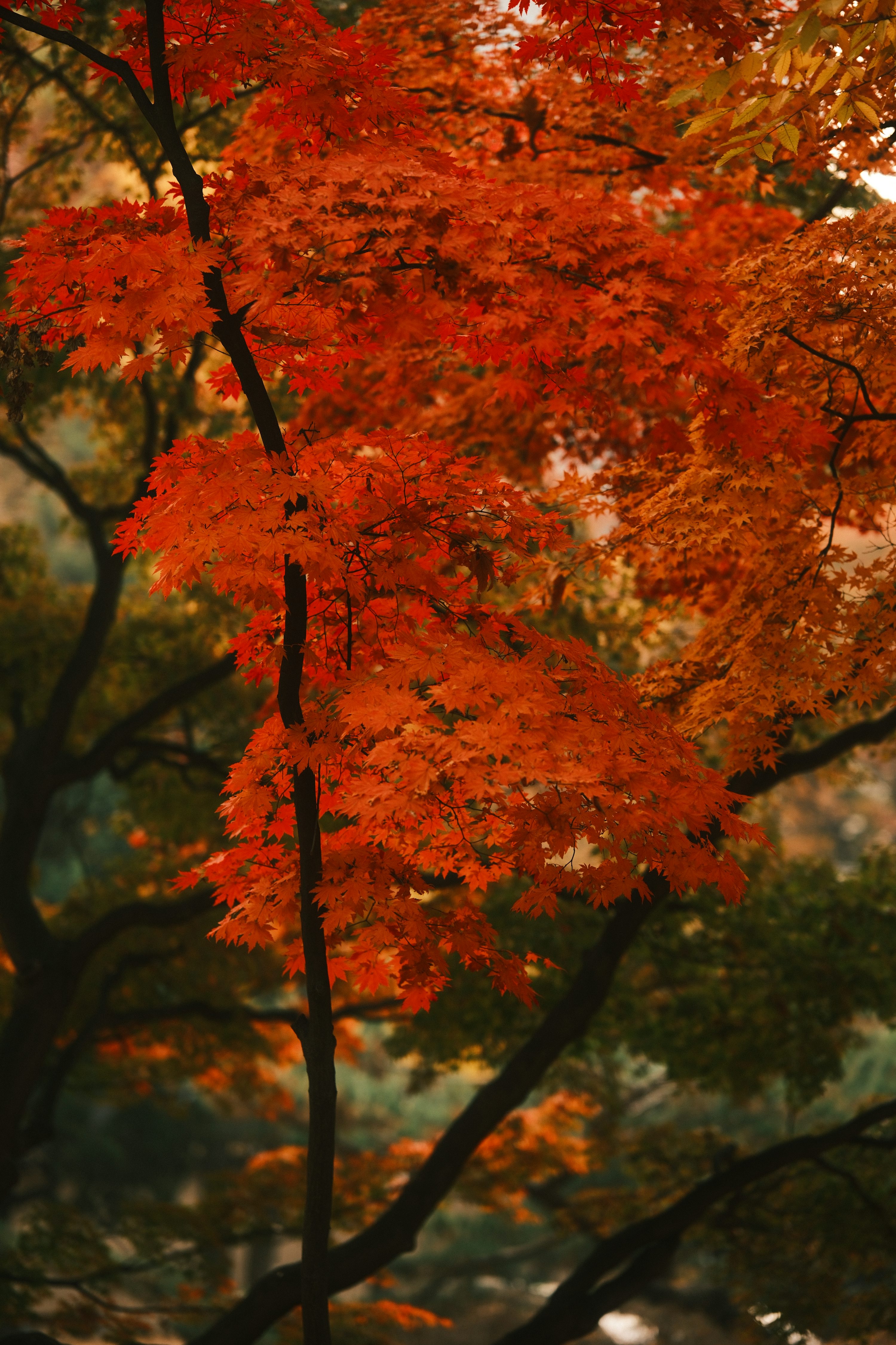덕수궁 밤의 석조전 예매 하기