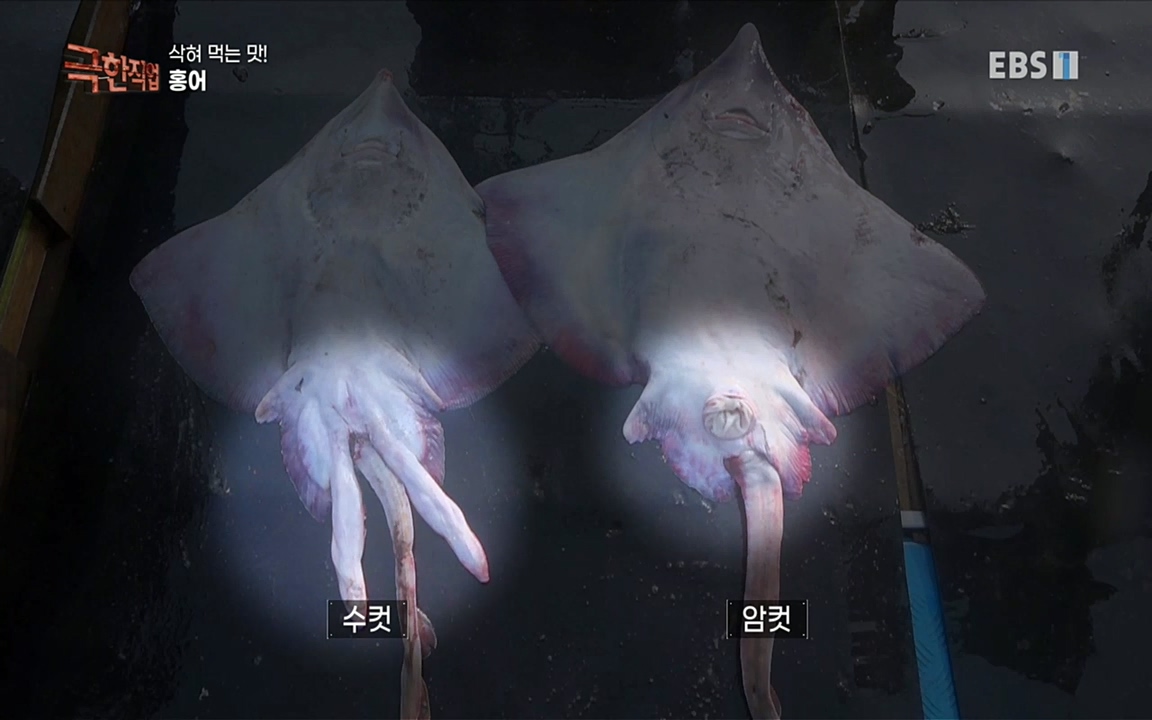 TV - 교육의 중심 EBS삭혀 먹는 맛! 홍어와 가자미.mp4_20220515_182356.511.jpg
