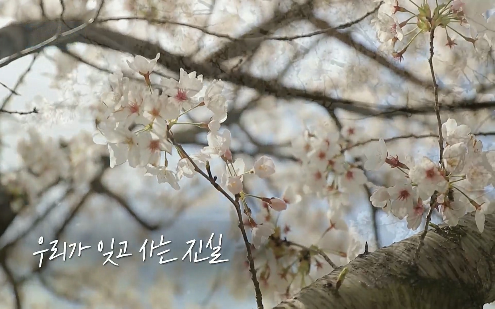 생로병사의 비밀.E820.220511p.H264-F1RST.mp4_20220512_185902.615.jpg