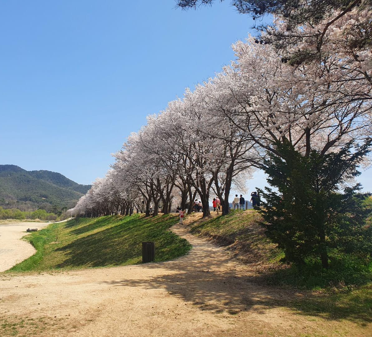 하회마을 솔숲에서 바라본 벚꽃길