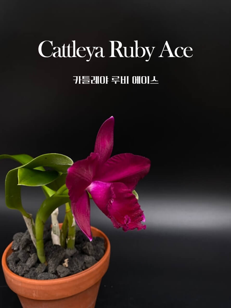 Cattleya Ruby Ace &#39;Abe&#39; 썸네일
