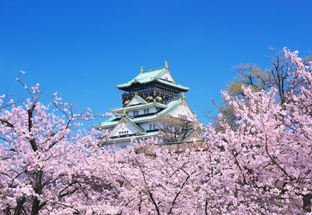오사카성 벚꽃 사진
