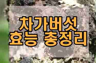  차가버섯 효능 총정리