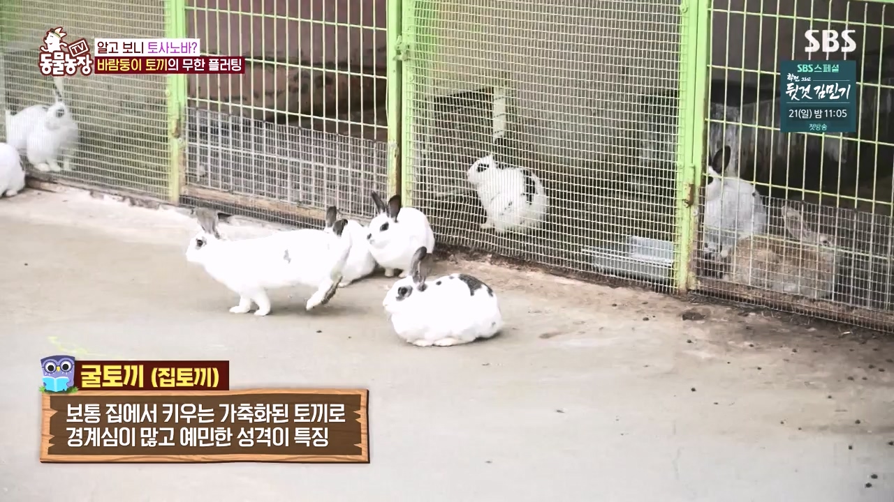 TV 동물농장.E1167.240415p-NEXT.mp4_20240414_160924.404.jpg