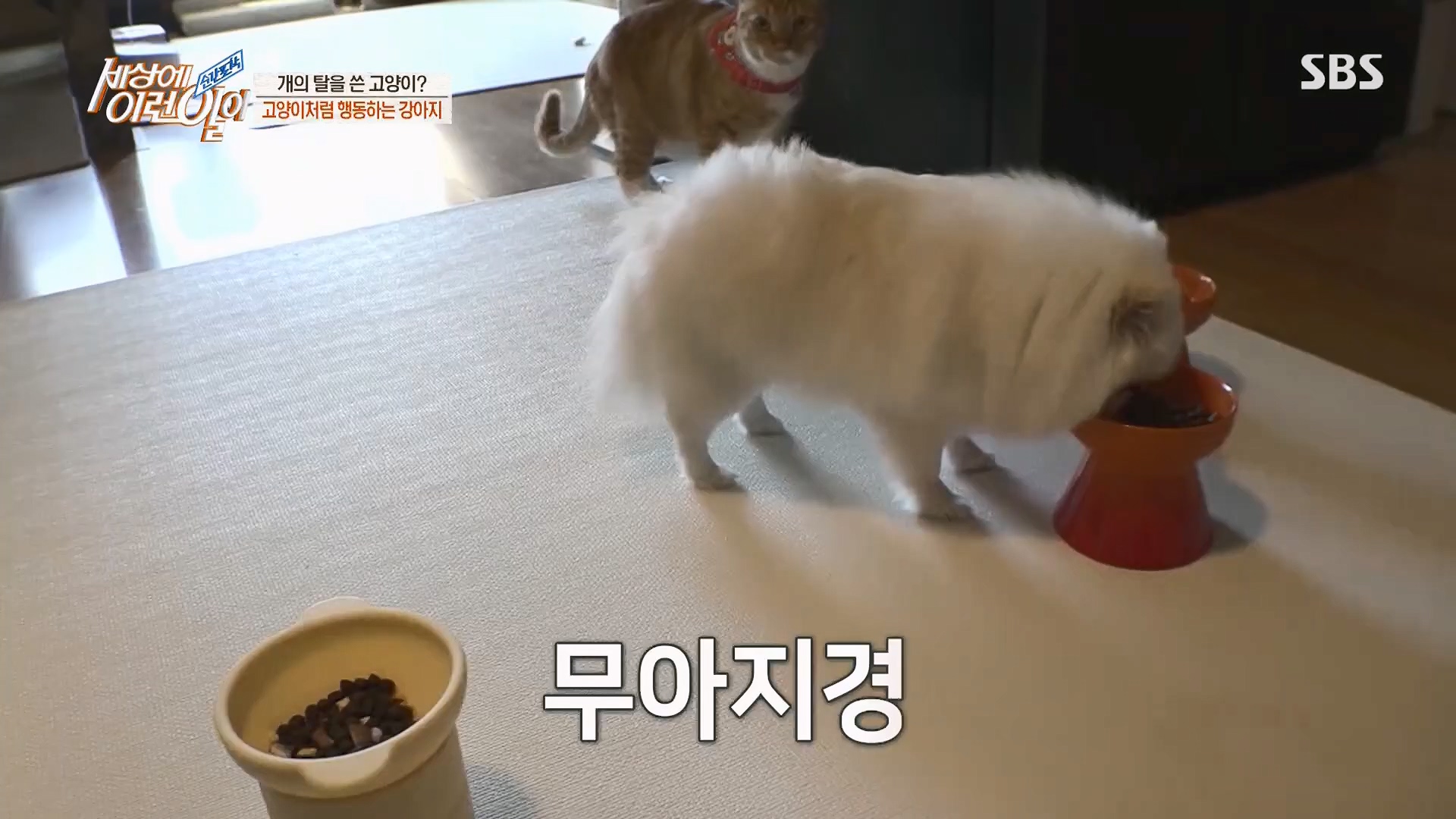 순간포착 세상에 이런일이.E1229.230509p.H264-F1RST.mp4_20230510_194444.033.jpg