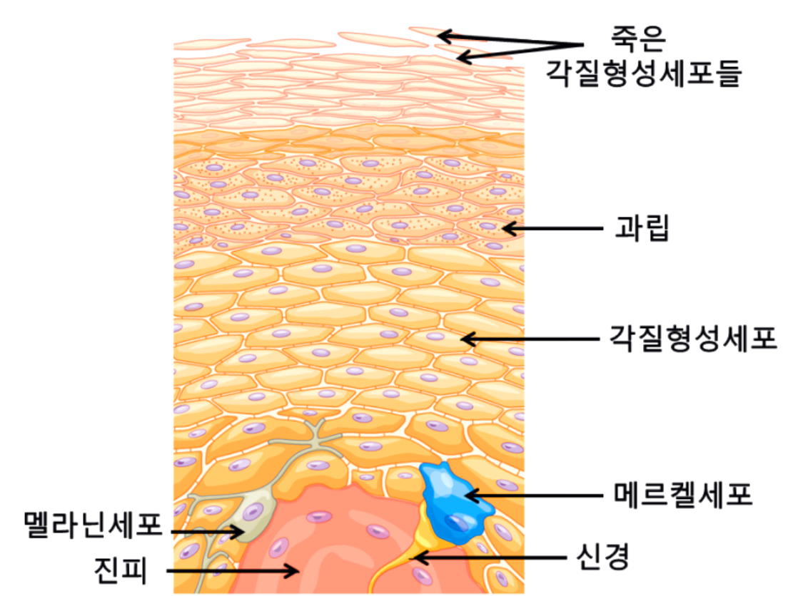 이 이미지는 피부 구조를 설명하는 일러스트로, 각 부분에 한국어로 라벨이 붙어 있습니다. 최상층에는 죽은 각질형성세포들, 그 아래는 '과립'으로 표시된 층, 그리고 살아있는 각질형성세포들이 있습니다. 더 깊은 층에는 멜라닌세포, 메르켈세포, 신경, 그리고 맨 아래에 진피가 있습니다. 각 구성 요소는 화살표로 해당 피부 부위를 가리키며 명확하게 라벨링되어 있습니다.