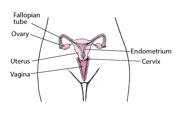 자궁-세포-검사