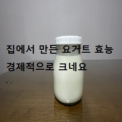  집에서 만든 요거트 효능 경제적으로 크네요