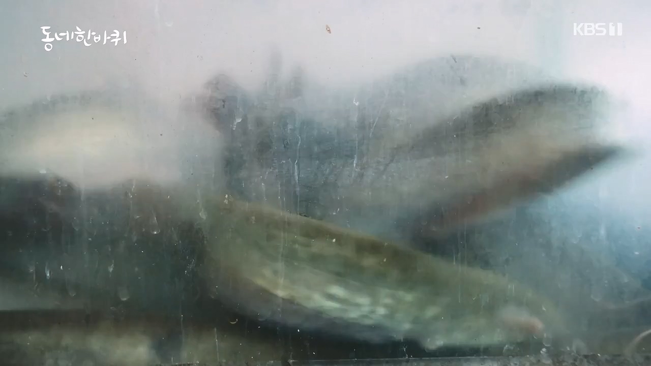 동네 한 바퀴.E279.240623p-NEXT.mp4_20240623_170501.663.jpg