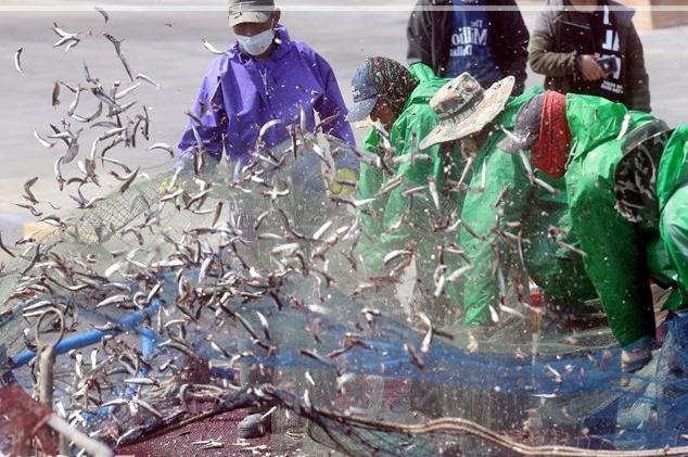 &ldquo;서울에서 만나는 미조항멸치축제&rdquo; 특별 전시회
