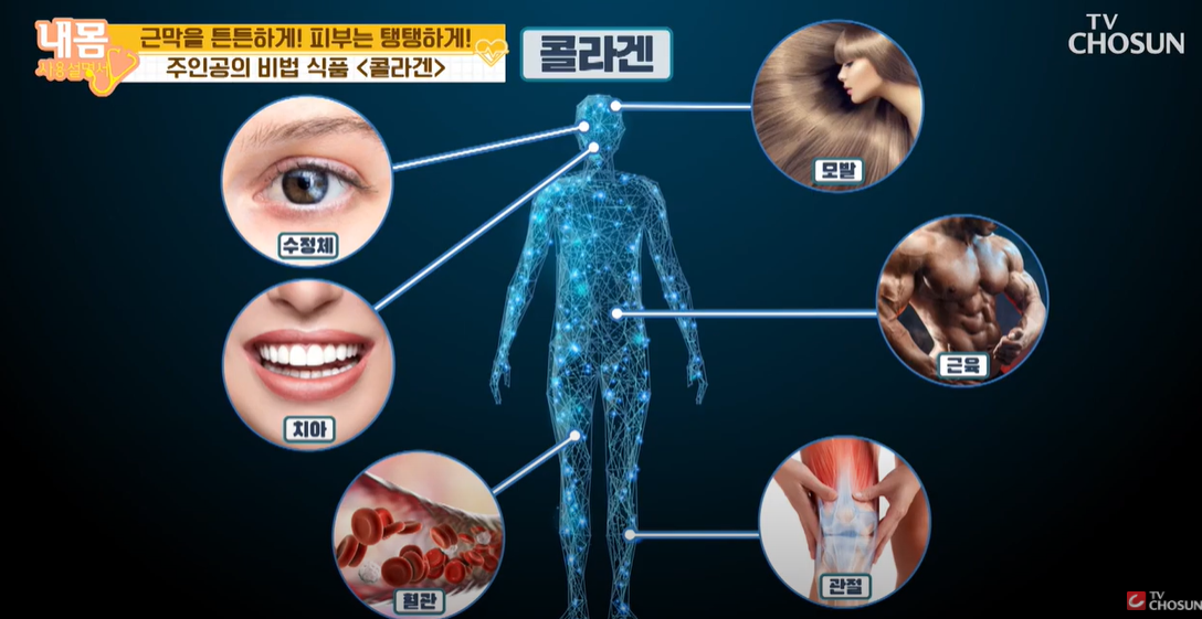  콜라겐 효능 부작용 추천