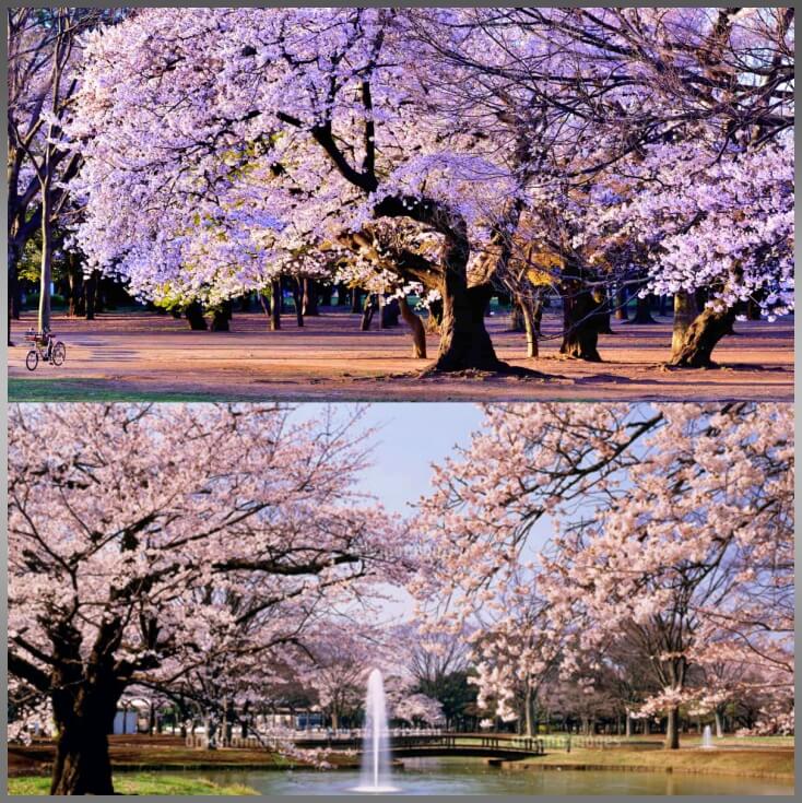 도쿄벚꽃명소-요요기공원