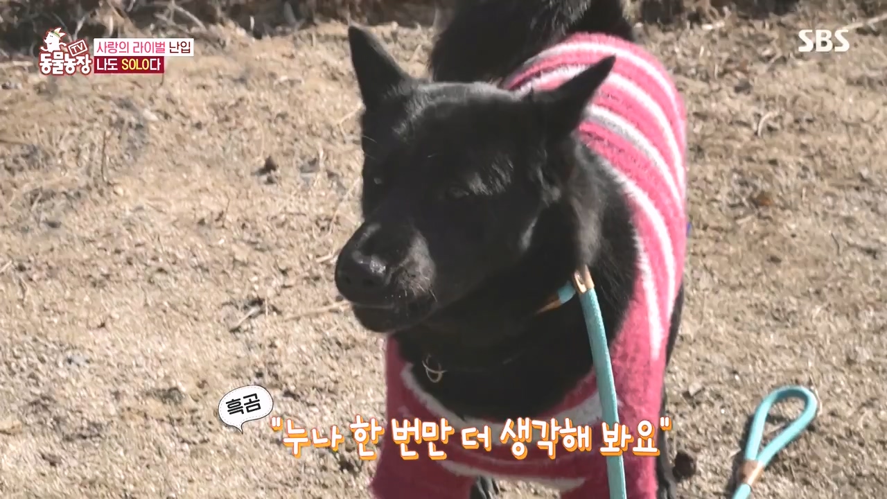 TV 동물농장.E1167.240415p-NEXT.mp4_20240414_160917.744.jpg