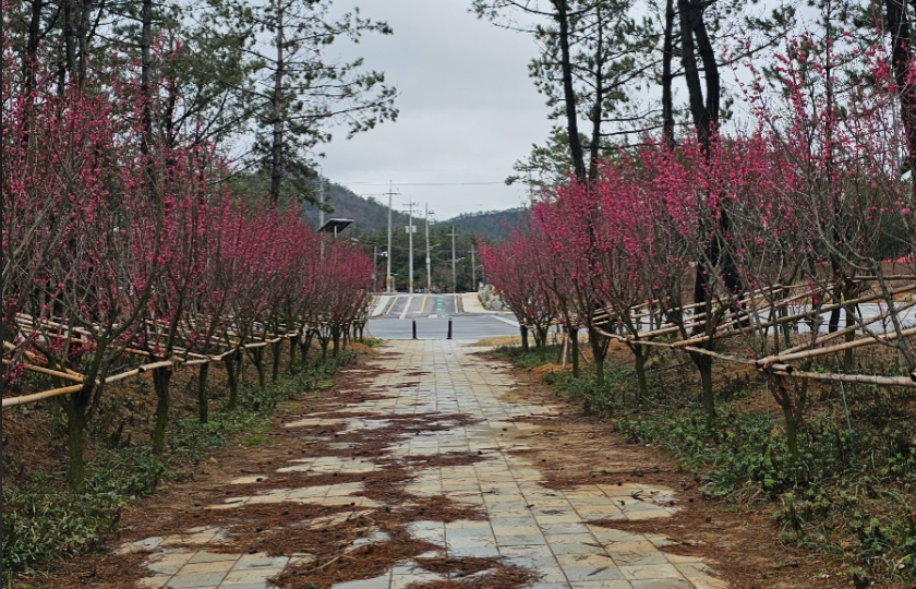 홍매화1