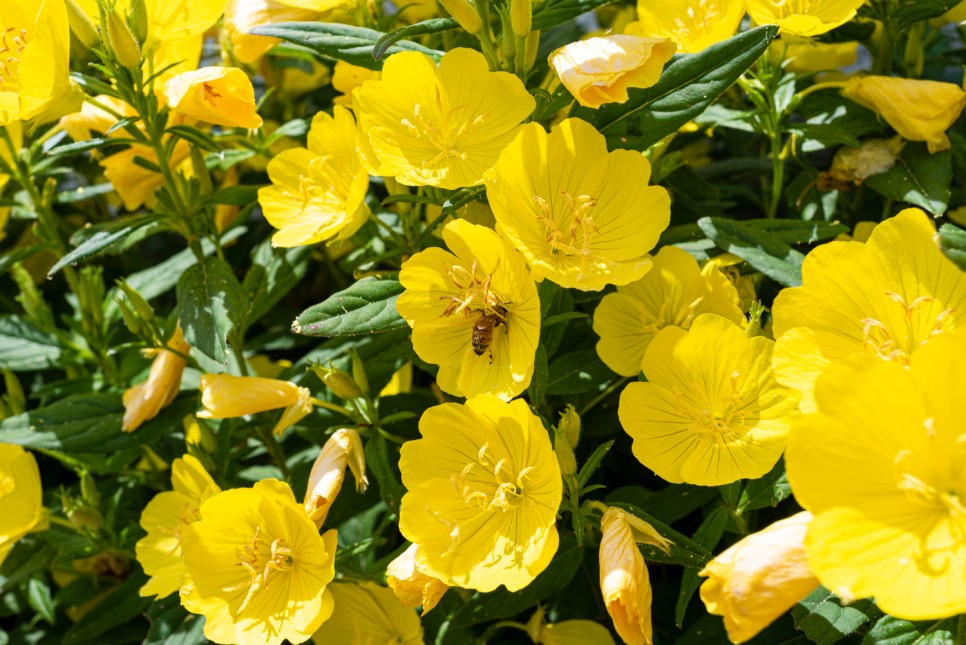 꽃사진 여름의 시골 2