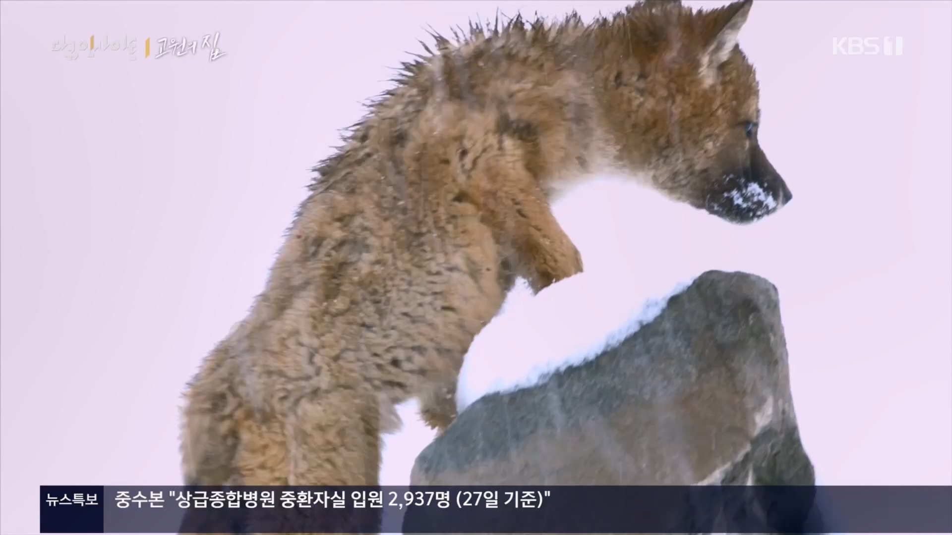 다큐 인사이트.E176.240328p.H264-F1RST.mp4_20240330_162910.512.jpg