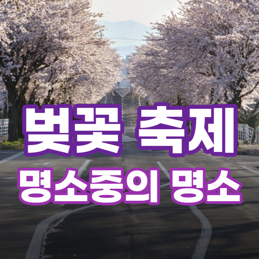  전국 겨울지나 찾아온 벚꽃 개화 시기 와 명소 및 축제