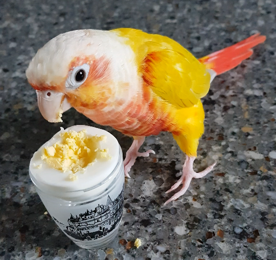 계란 먹는 코뉴어 앵무새&#44; A parrot eats a boiled egg