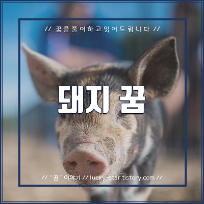  【꿈해몽/꿈풀이】돼지 꿈
