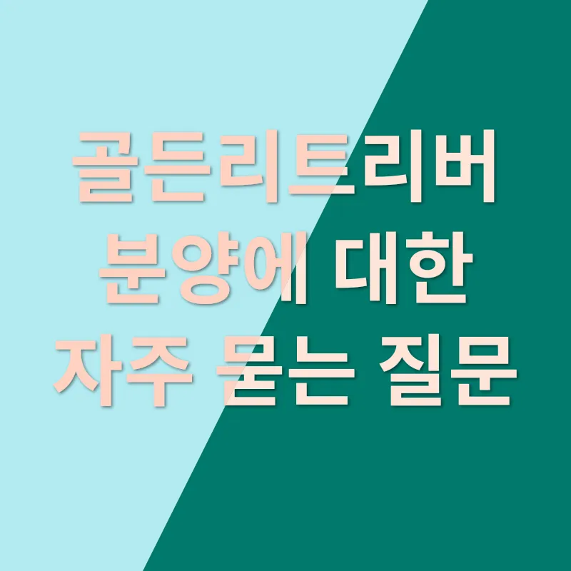 골든리트리버 분양_4